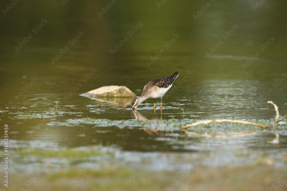 Charadrii. Wild nature of Czech. Free nature. Bird in the water. Wildlife photography. A beautiful picture of bird life. Charadrii. Wild nature of Czech. Free nature. Bird in the water. Wildlife photography. A beautiful picture of bird life.