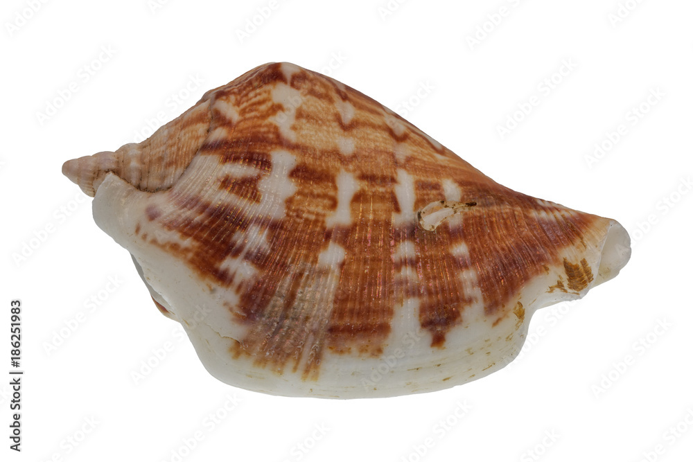 Sea shell on a white background Sea shell on a white background
