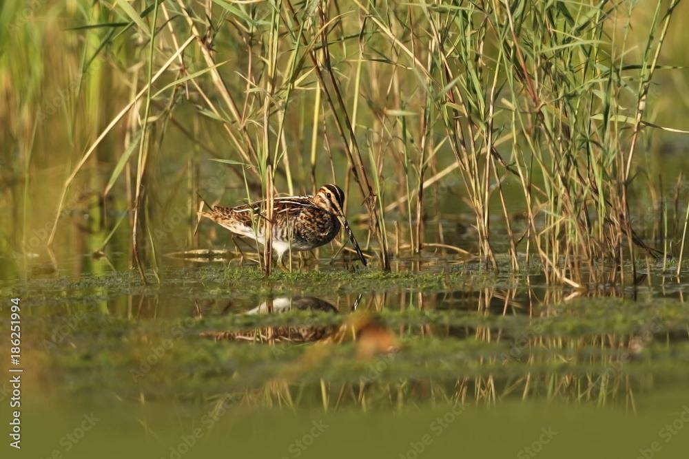 Charadrii. Wild nature of Czech. Free nature. Bird in the water. Wildlife photography. A beautiful picture of bird life. Charadrii. Wild nature of Czech. Free nature. Bird in the water. Wildlife photography. A beautiful picture of bird life.