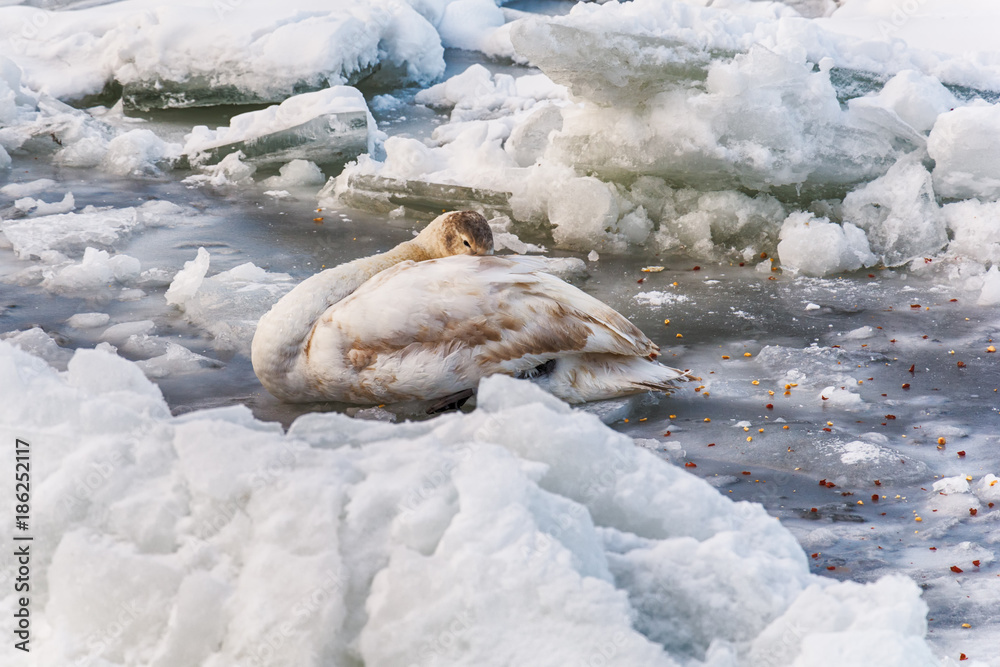Naklejka premium injured swan in a frozen river