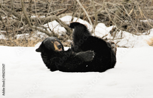 Black Bear Somersaults II