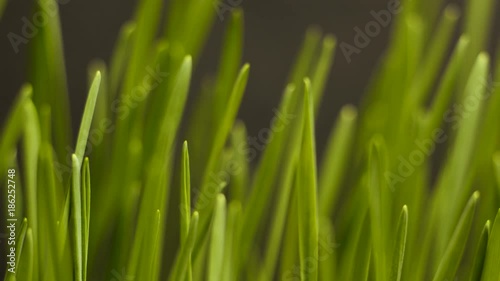 Plant growing from soil time lapse - beginning new life