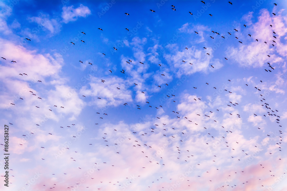 Naklejka premium Blue sky, clouds and flock of birds