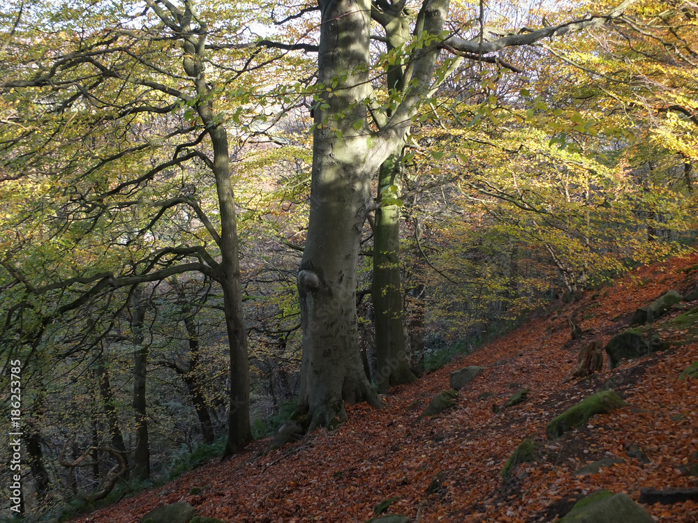Fototapeta premium beech forest on a steep slope with dappled sunlight falling on ancient trees and leaves on the hillside woodland floor with scattered rocks