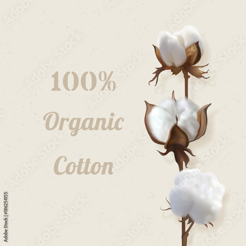branch of cotton plant in flower
