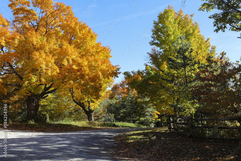 Fototapeta premium Country Driveway