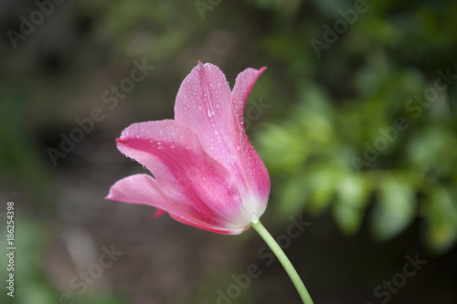 Pink Flower