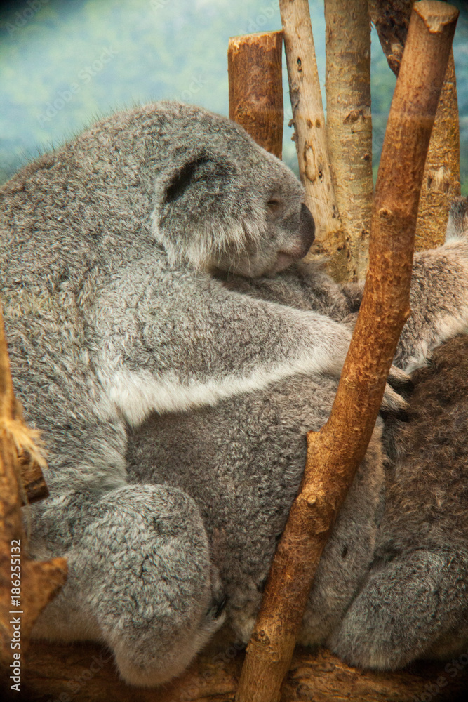 Fototapeta premium Maman Koala et sa famille