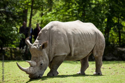 Le Rhinocéros en pleine dégustation.