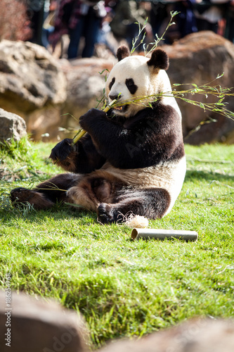 Nourrissage du Panda en parc Zoologique