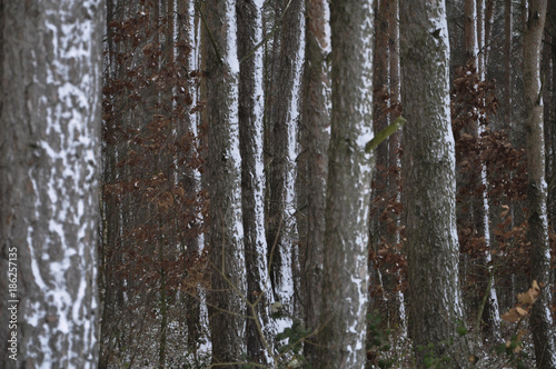 winterforrest and snow