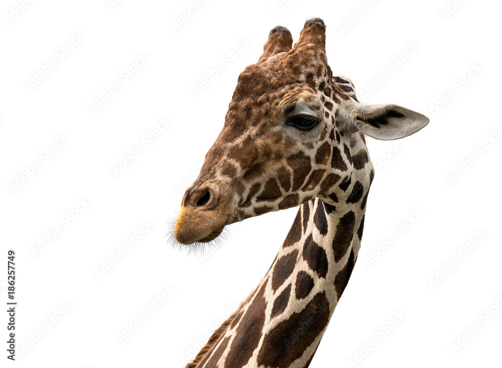 Reticulated giraffe portrait (Giraffa camelopardalis reticulata) Reticulated giraffe portrait (Giraffa camelopardalis reticulata)