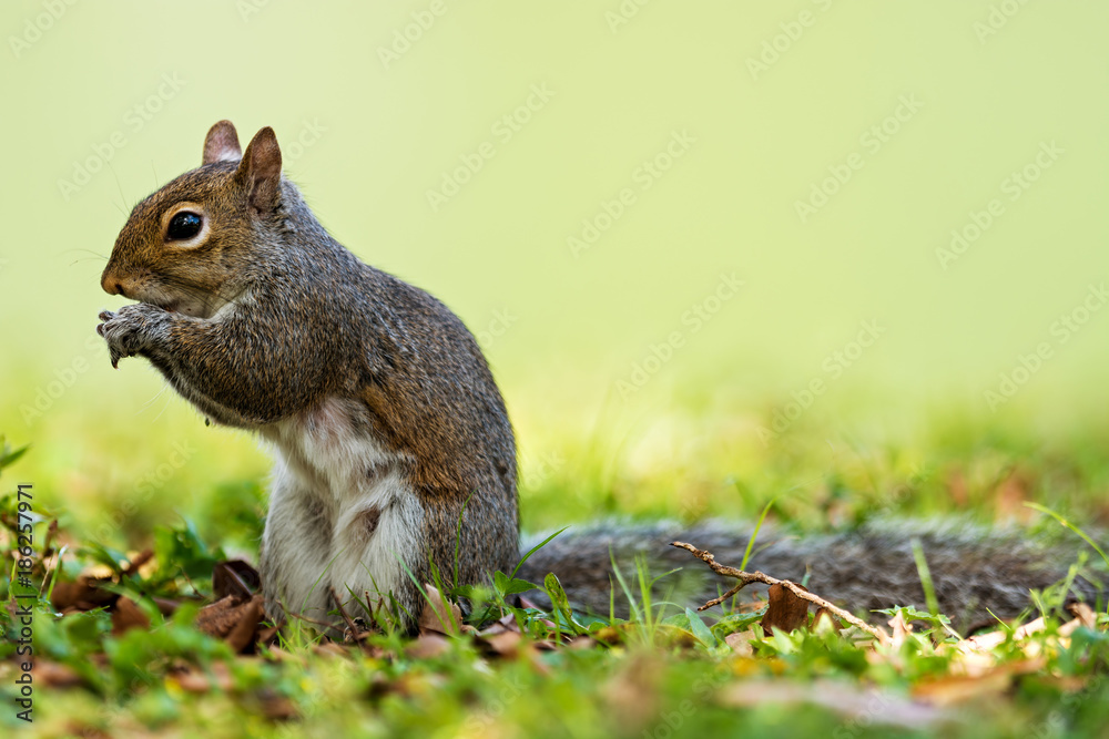 Eastern gray squirrel (Sciurus carolinensis)