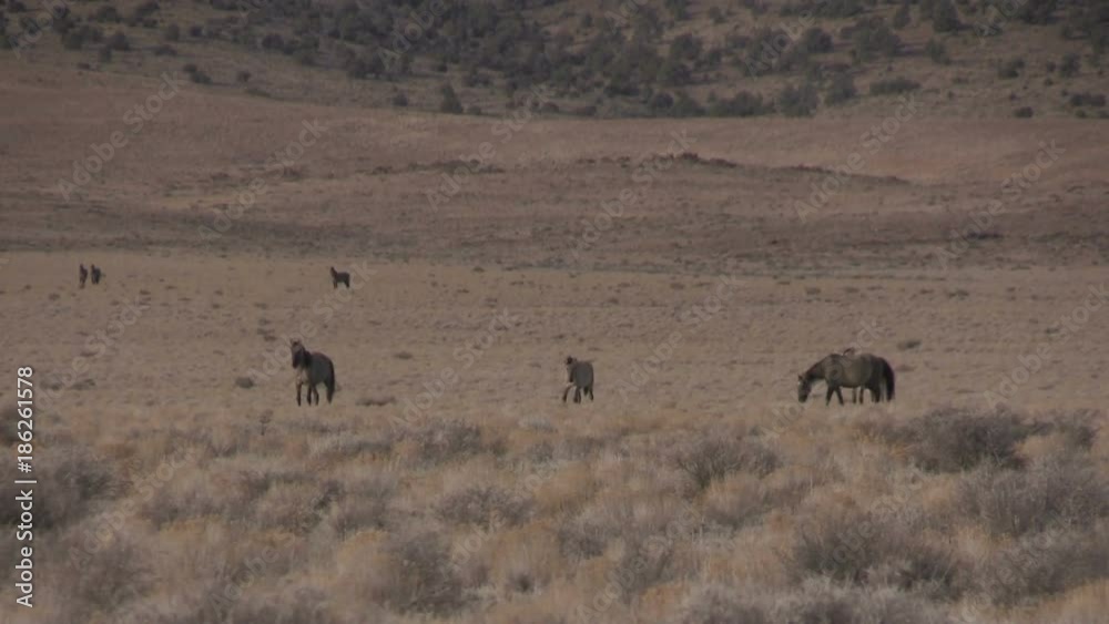 Herd of Wild Horses in the Utah Desert Herd of Wild Horses in the Utah Desert