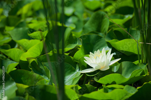 Water lily