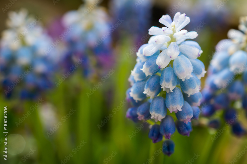 Flowers Flowers
