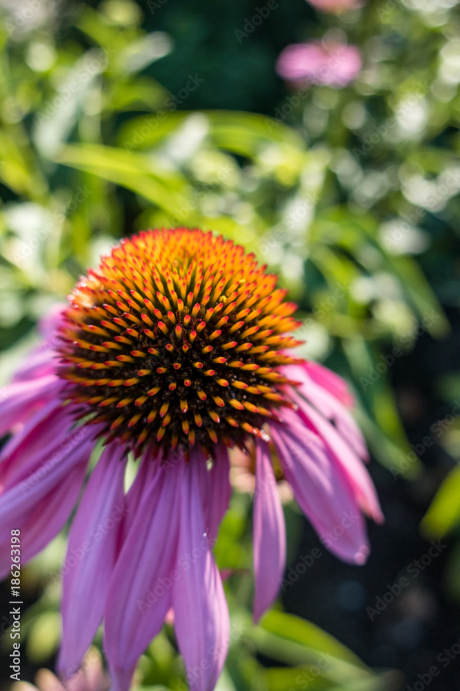 single echinacea flower under the sun in the morning