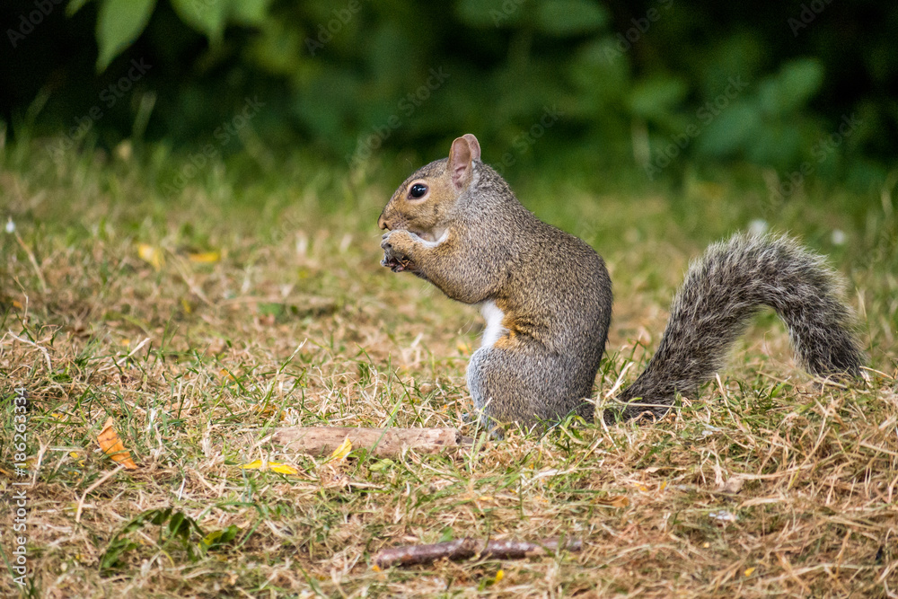 squirrel eating on the ground with green bushes on the background squirrel eating on the ground with green bushes on the background