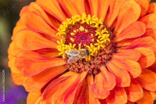 Biene auf Blüte bei der Arbeit