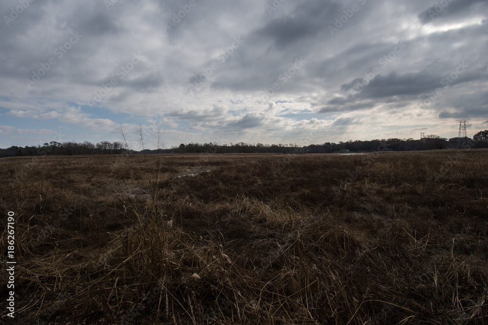 Fototapeta premium Dried marsh grass and reeds during the winter