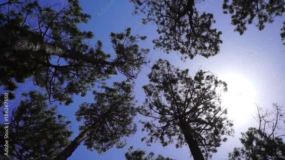 Gently swaying pine tree forest against blue sky and large sun.