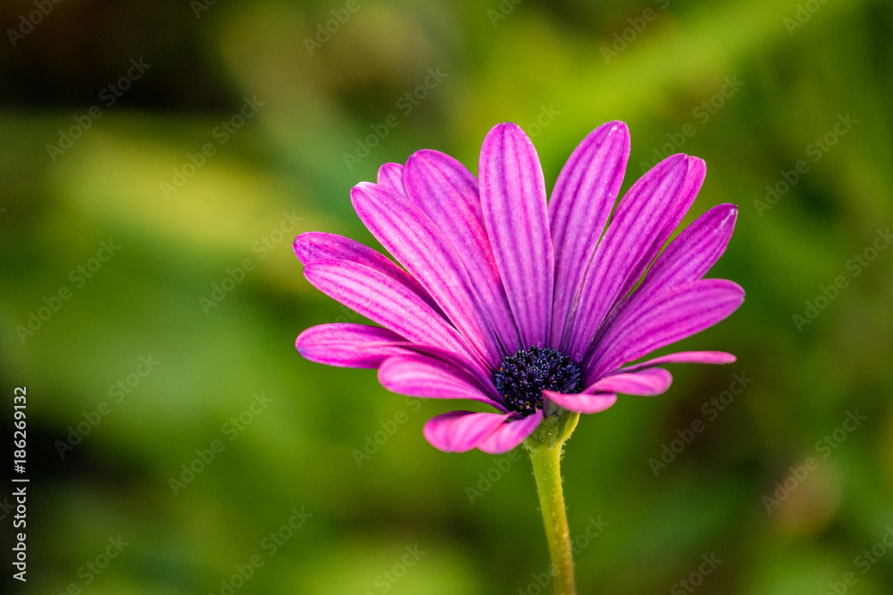 single purple daisy against green blur background