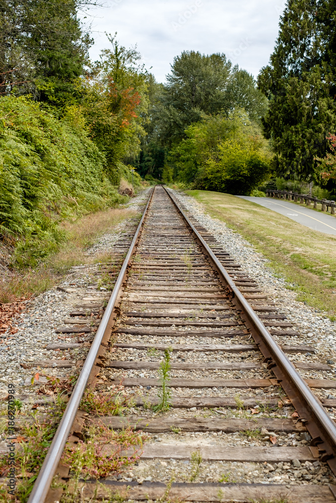 a trail road stretch into the forest