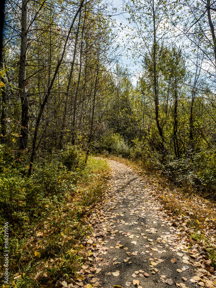 Fototapeta premium a bench in the forest with a horizontal branch from a tree on the side 