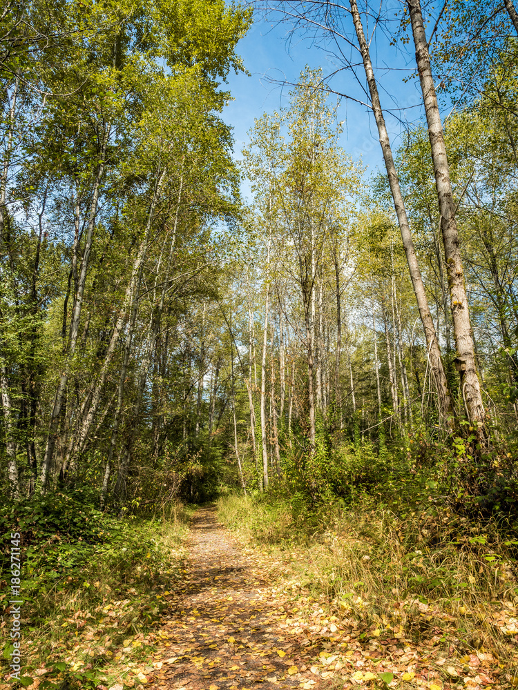 path covered with yellow leaves in the forest on a sunny day