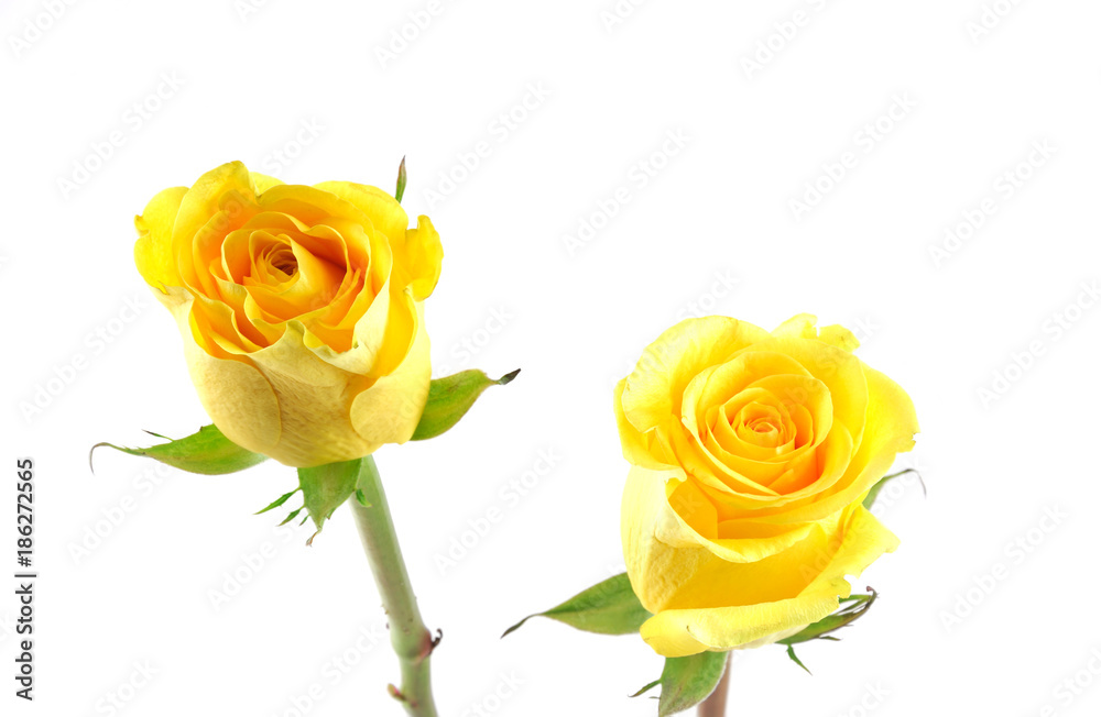 Fototapeta premium yellow rose isolated on the white background