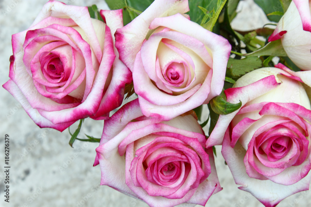 Fototapeta premium A bunch of pink Roses