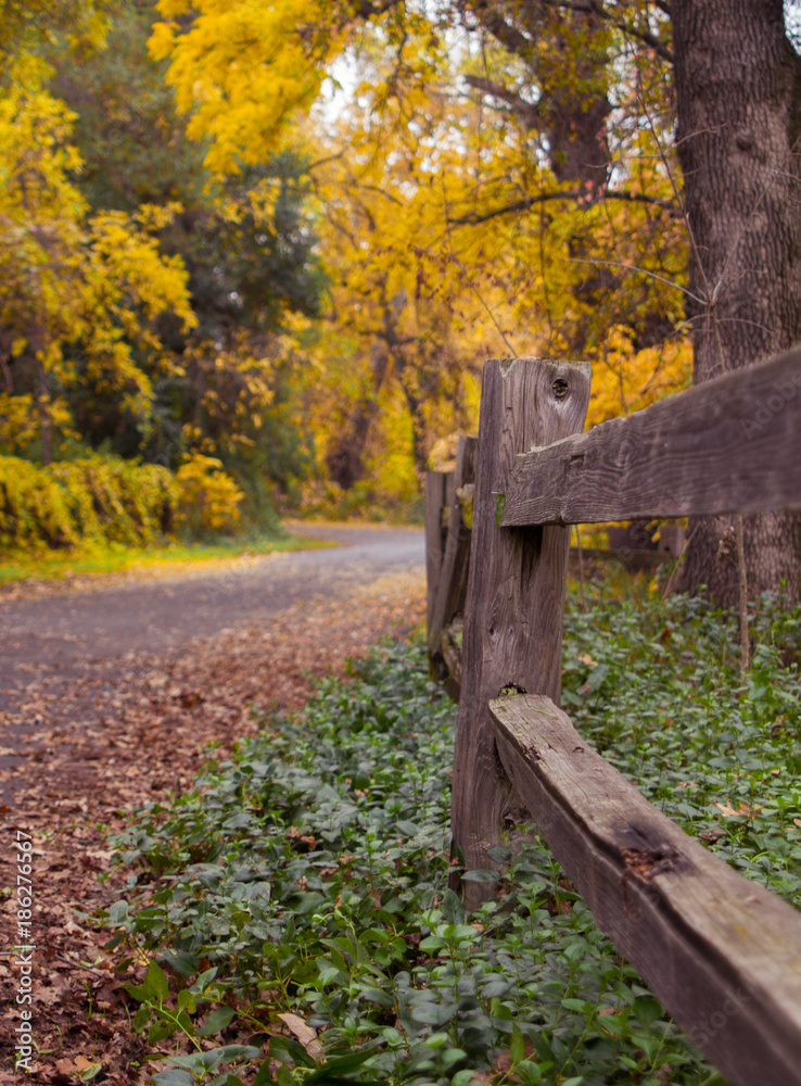 Autumn walk