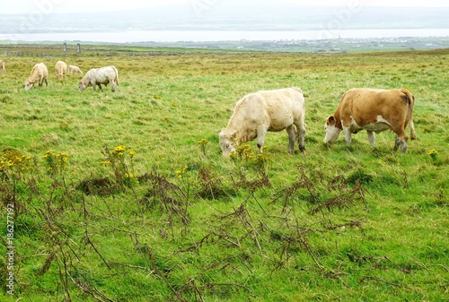 Cows grazing on Scotland's coast