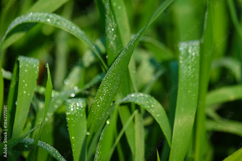 Morning Dew drops on wheat leaf in the farm field - winter Morning Dew drops on wheat leaf in the farm field - winter