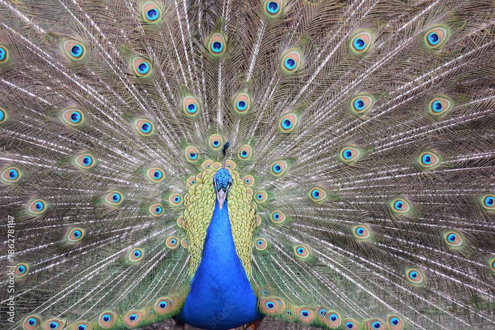 Obraz premium peacock