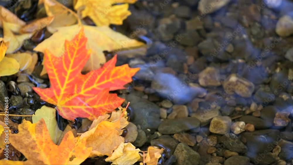 Fall leaves in a pond Fall leaves in a pond