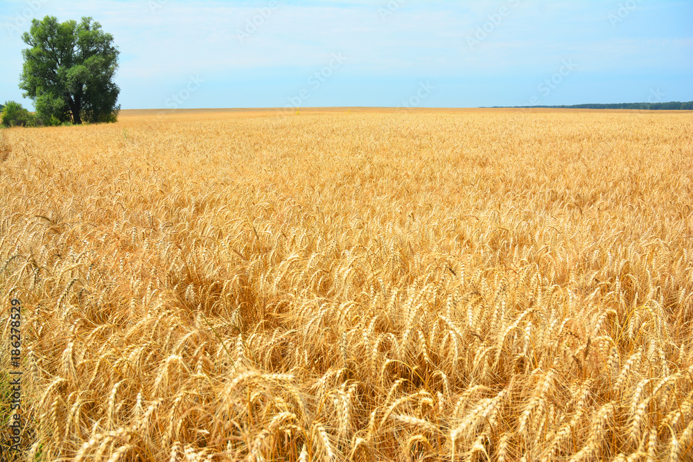 Rye grain harvest on rye field landscape with lonely tree. Stock Photo
