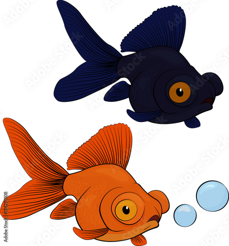 Telescope fish isolated on white background.