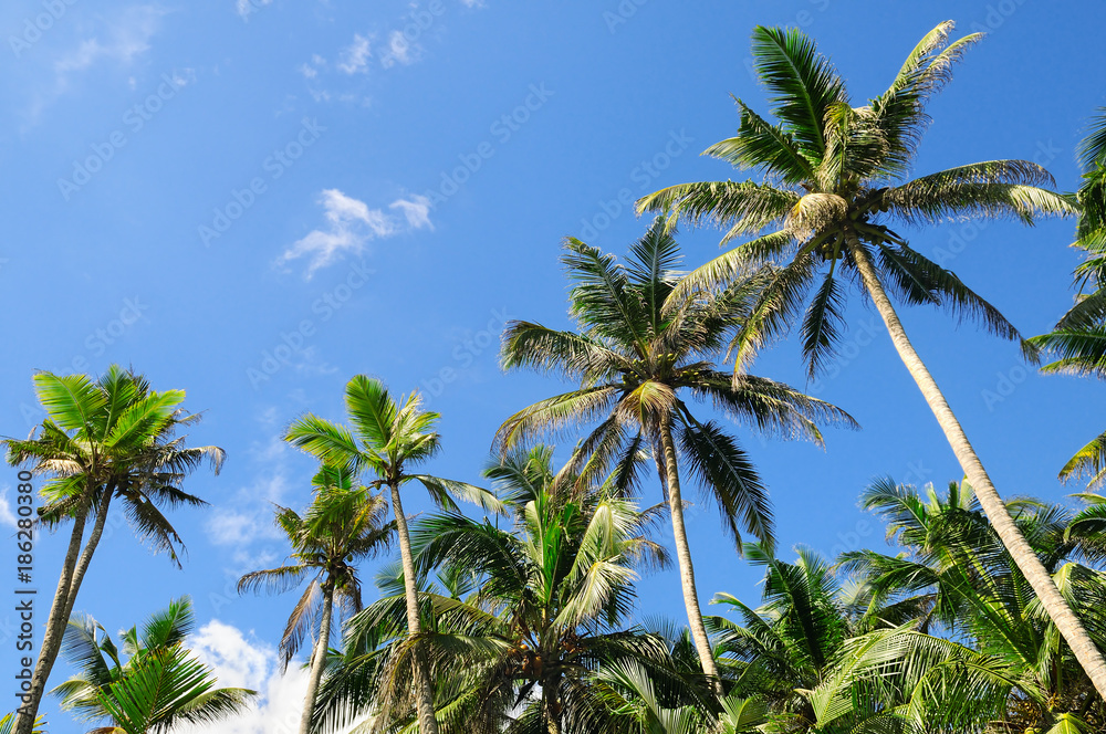 Tropical palm trees and blue sky.