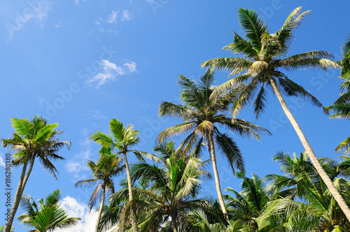 Tropical palm trees and blue sky.