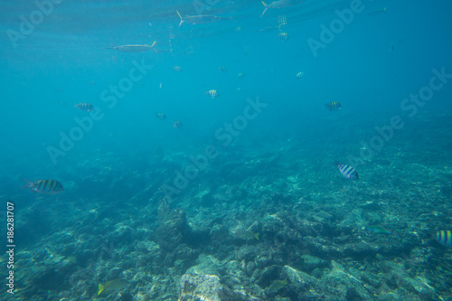 Fototapeta Naklejka Na Ścianę i Meble -  Underwater life of the Caribbean Sea