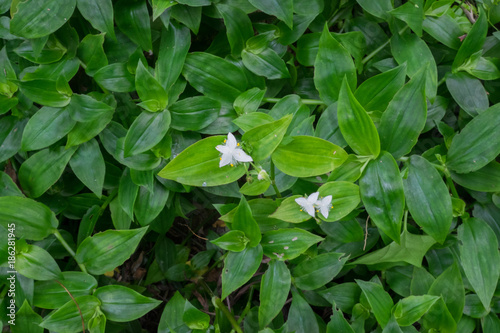 Tableau sur toile Tradescantia fluminensis - known as Wandering Jew or Wandering Willy, plant is an invasive weed in New Zealand, NZ; an ornamental garden plant elsewhere