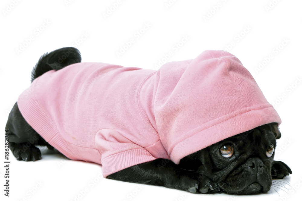 pug puppy clothes