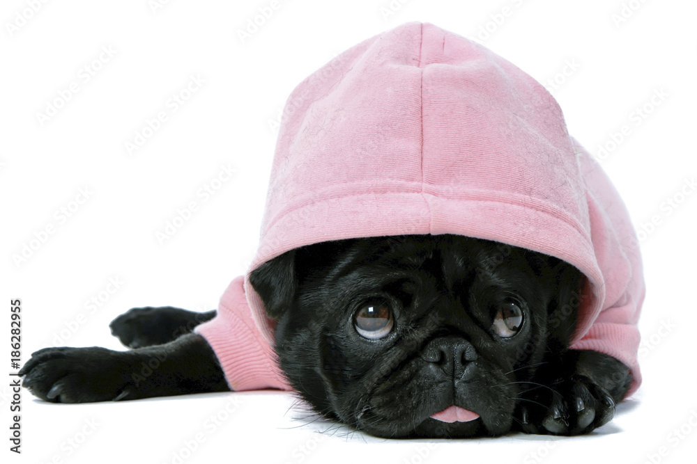 pug puppy clothes