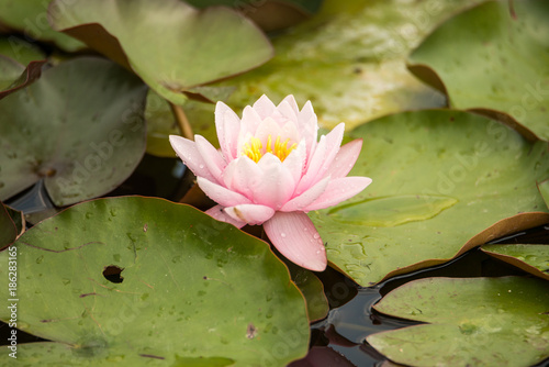 fleur de nénuphare
