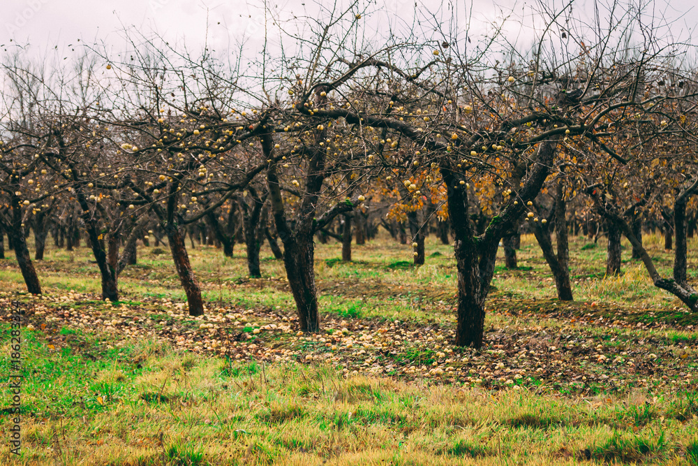 a large garden of apple trees without leaves and people in the fall. fallen apples on the ground. a large garden of apple trees without leaves and people in the fall. fallen apples on the ground.