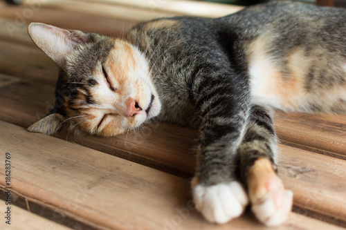 Cute Cat sleeping on wooden ground. Cat of Asian species.