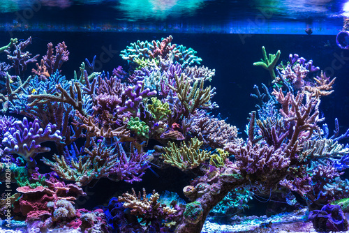 Fototapeta Naklejka Na Ścianę i Meble -  Aquarium corals reef