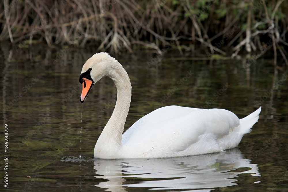 swan in a lake swan in a lake