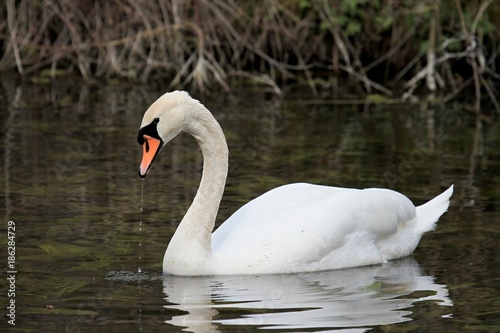 swan in a lake